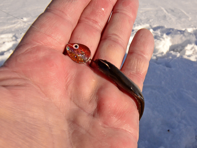 march 2014 minnesota ice fishing reports archive grand rapids mn lindy rattling flyer