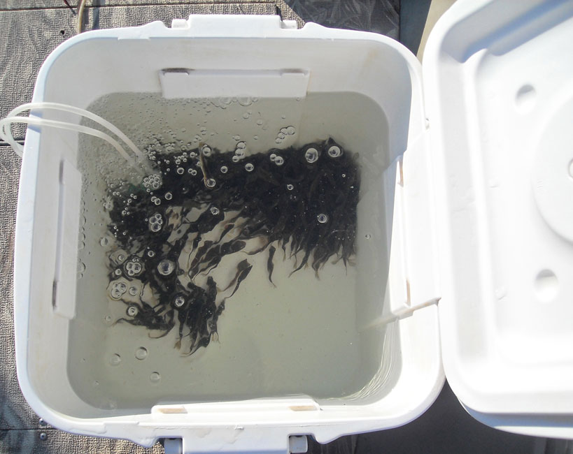 live minnows for sale