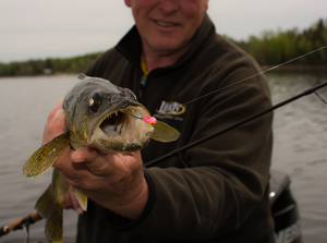 image of sundin jig in walleye mouth