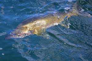 image of walleye in clear water