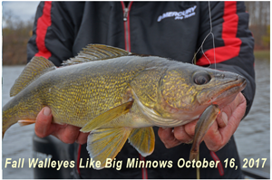 image of big minnow in walleye mouth