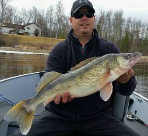 image of big Walleye on Rainy River