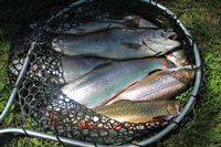 image of rainbow trout
