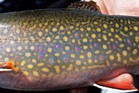 image of trout in net