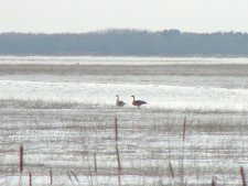 Geese moving back
        to the backwater of Northern Minnesota's Leech Lake River