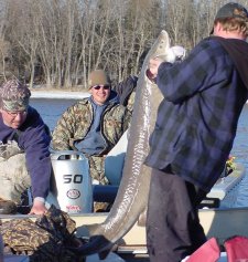 Early season anglers
        fishing on the rainy river land a Sturgeon that caught them by surprise while they fished for Walleyes