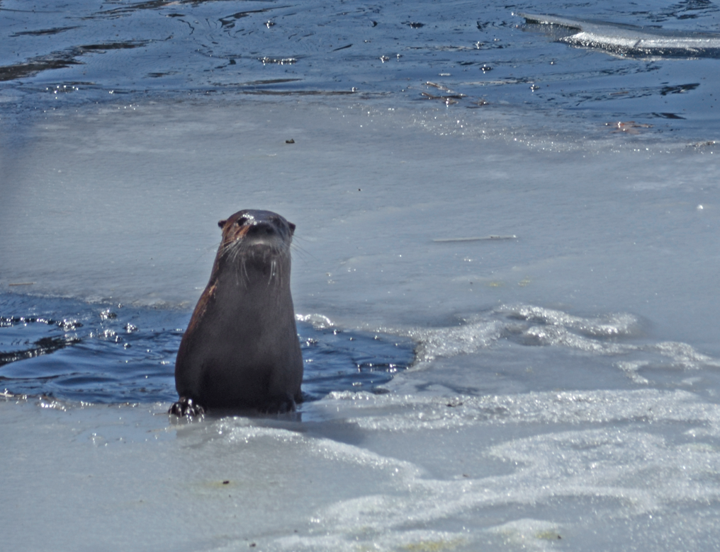image of Otter on the ice
