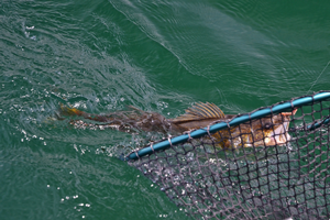 image of walleye coming into landing net