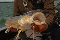 image of walleye caught wiggle worming