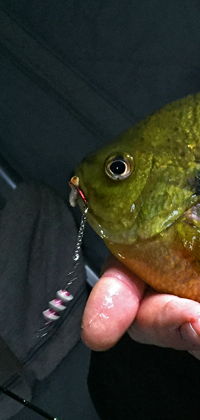 image links to bluegill fishing report