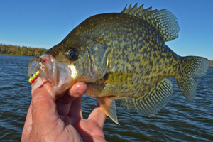 image of crappie on lindy ice worm