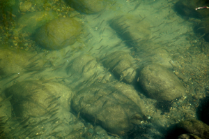 image of spawning rocks