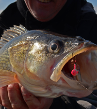 image of Rainy River Walleye