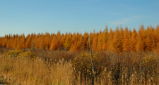 Fall Colors Deer River MN