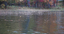 Leaves on the Lake Autumn Colors