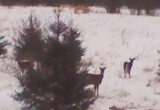Deer Hunting Report 12-5-10