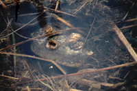 Snapping Turtle