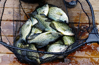 Crappie Fishing Lake Osakis