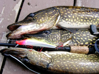 Northern Pike