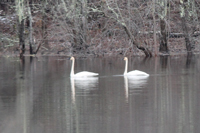 Swans