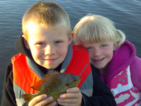 Pokegama Lake Sunfish