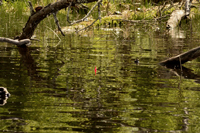 Bobber floating in good structue for Crappie fishing