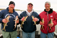 Walleyes caught on Winnibigoshish with fishing guide Nik Dimich