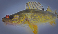Walleye Caught On Foo Flyer