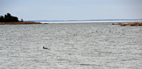 Loons at the West Side of Lake Winnie