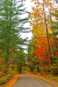 Fall Color Northern Minnesota