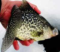 Ice Fishing Crappie