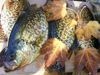 Crappies Caught by Greg Clusiau