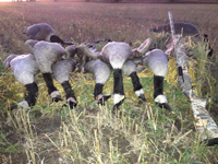 Geese After The Hunt With Ray Welle