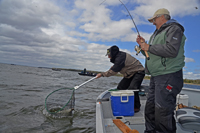 Netting Leech Lake Walleye