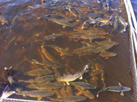 Walleyes At the Cutfoot Sioux Egg Harvest Station