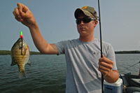 image of blugill caught on a li'l guy