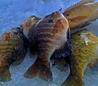 image of Bluegills on the ice