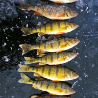 image of Perch on the ice at Ball Club Lake