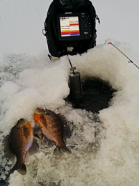 image of Bluegills on the ice