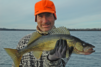 image of Walleye caught during late fall
