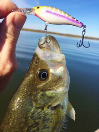 image of Crappie caught on crankbait