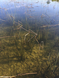 image of bulrushes