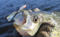 image of Crappie caught on jigging bait