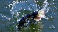 image of crappie splashing in water