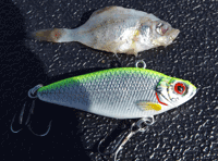 image of pyshyco shad