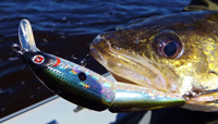image of Walleye caught with crankbait