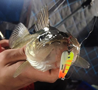 image of fisherman with walleye on red lake