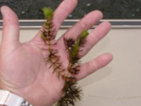 image of Northern Milfoil