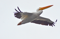 image of pelican in flight