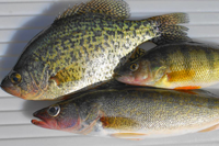 image of walleye crappie and perch on fillet table